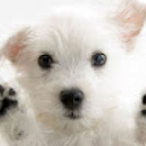 Meet your Posher, Im